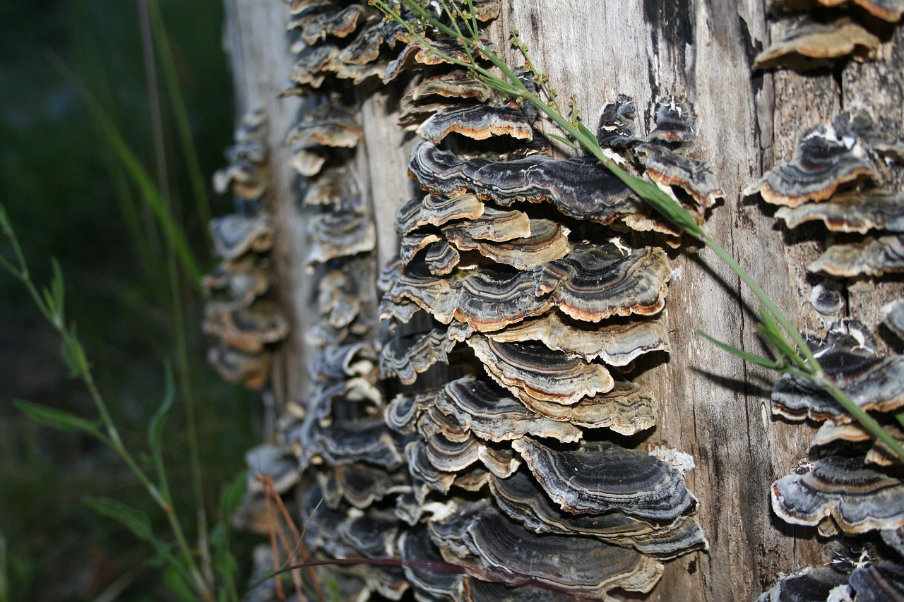 Turkey Tail Mushroom Supplement