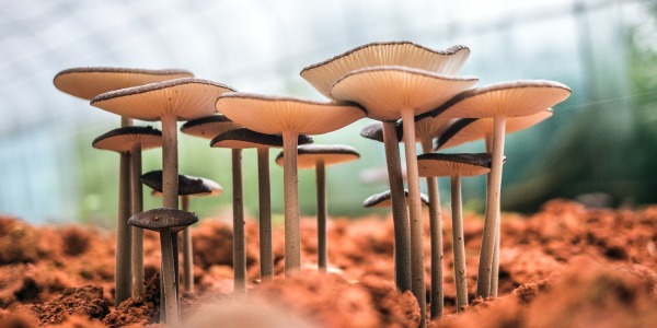 Our Best Mushroom Supplements for 2023