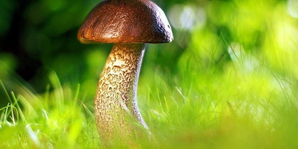 Top 5 Mushroom Supplements in the UK