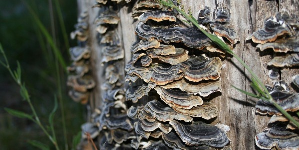 Health Benefits of Turkey Tail Mushroom