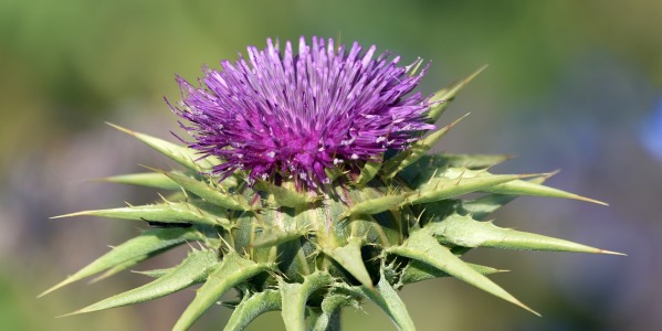 Exploring the Incredible Milk Thistle Benefits for Your Health