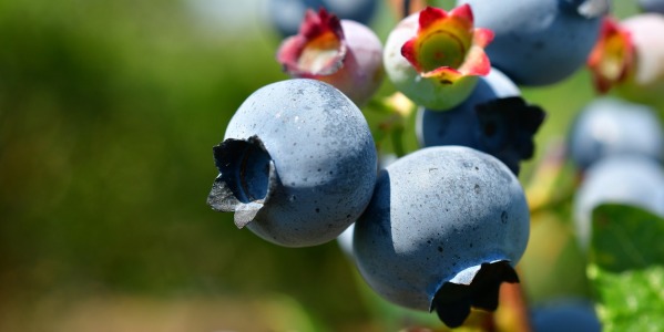 Why Fruit Powders Are the Perfect Superfood for Your Pantry