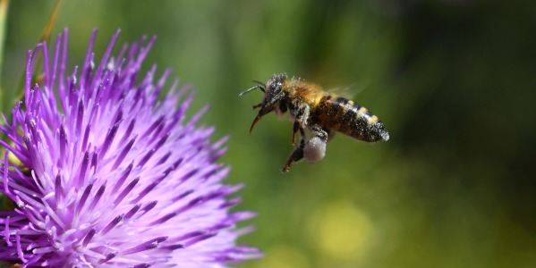 Organic Milk Thistle: A Natural Detox for Liver Health