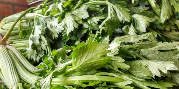 The Power of Celery in Powder Form: A Simple Boost for Your Diet