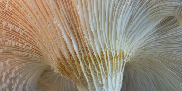 Discover the Immune-Boosting Benefits of Oyster Mushroom Capsules