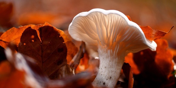 Unlock the Health Benefits of Mushrooms with These Powerful Supplements